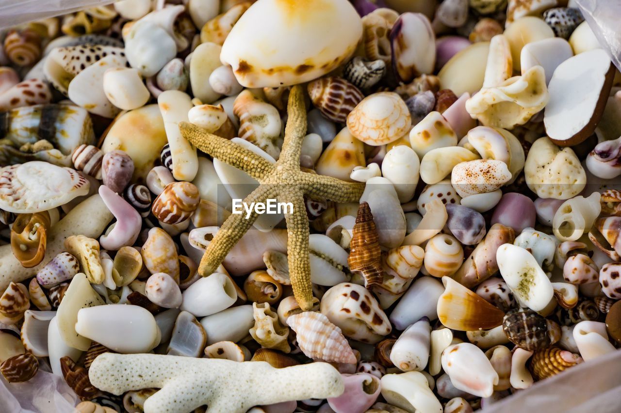 High angle view of seashells and dead starfish