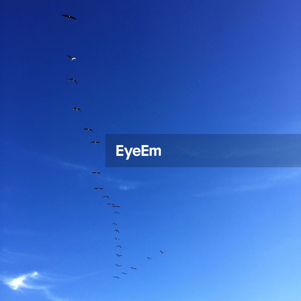 LOW ANGLE VIEW OF BIRDS FLYING IN SKY