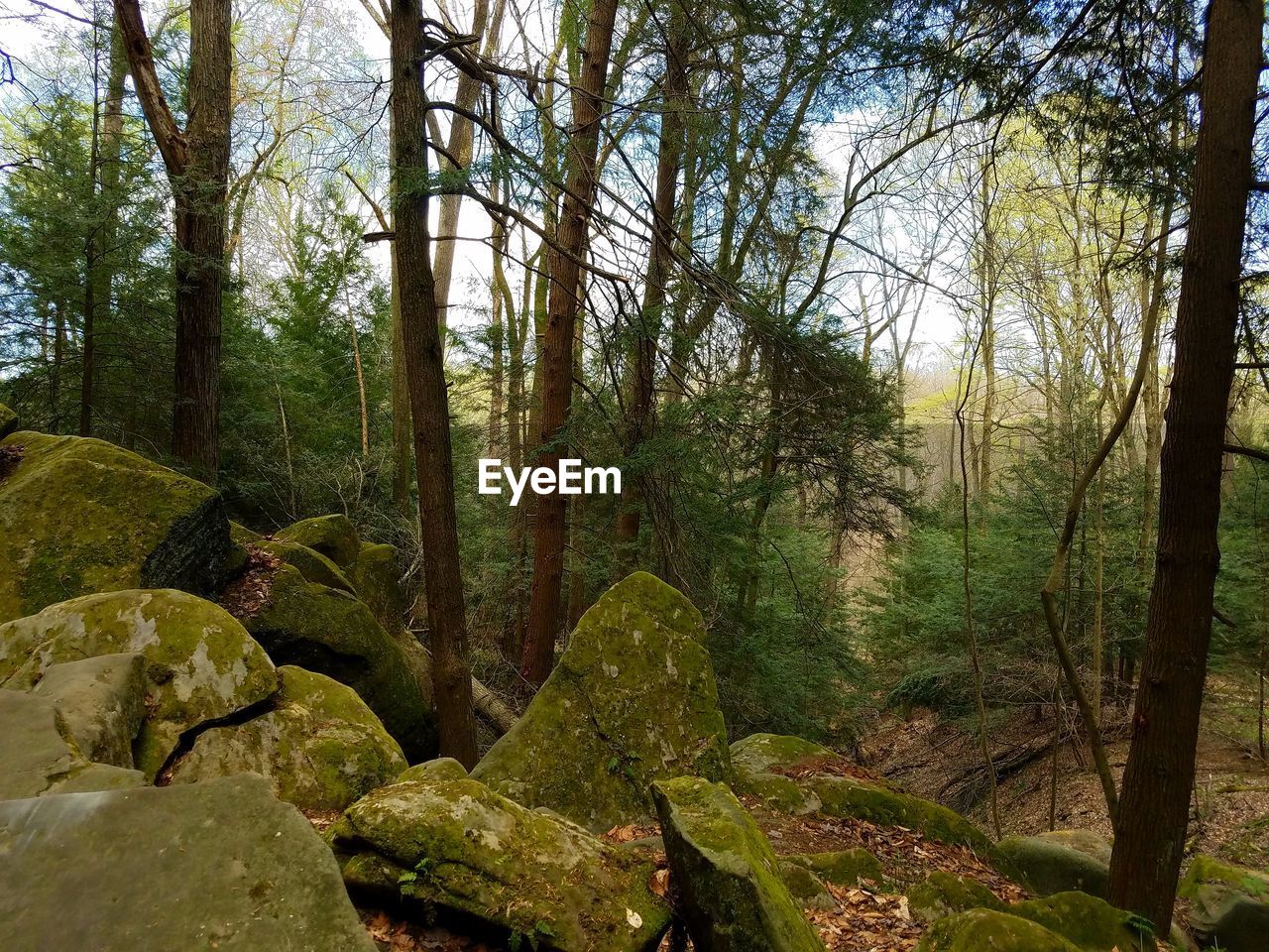 VIEW OF PINE TREES IN FOREST