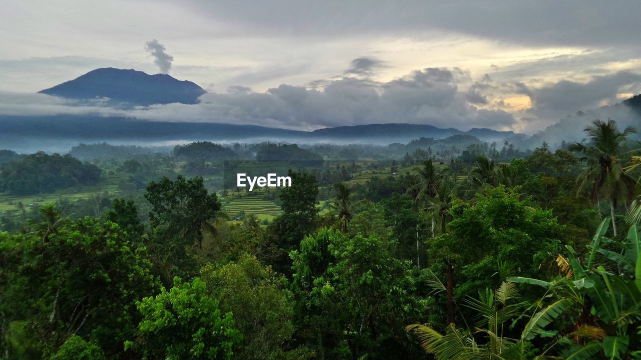 Scenic view of forest against sky