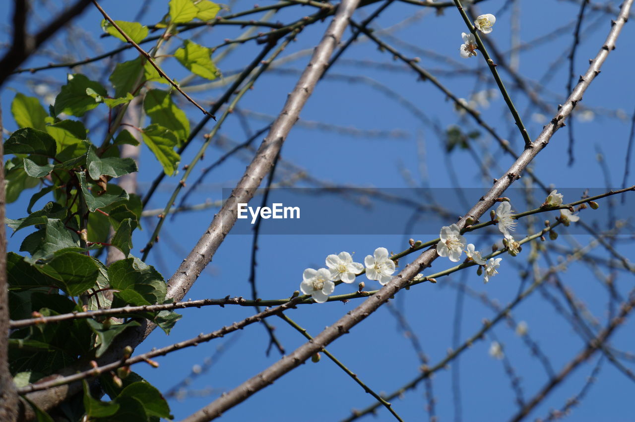 Low angle view of tree against sky