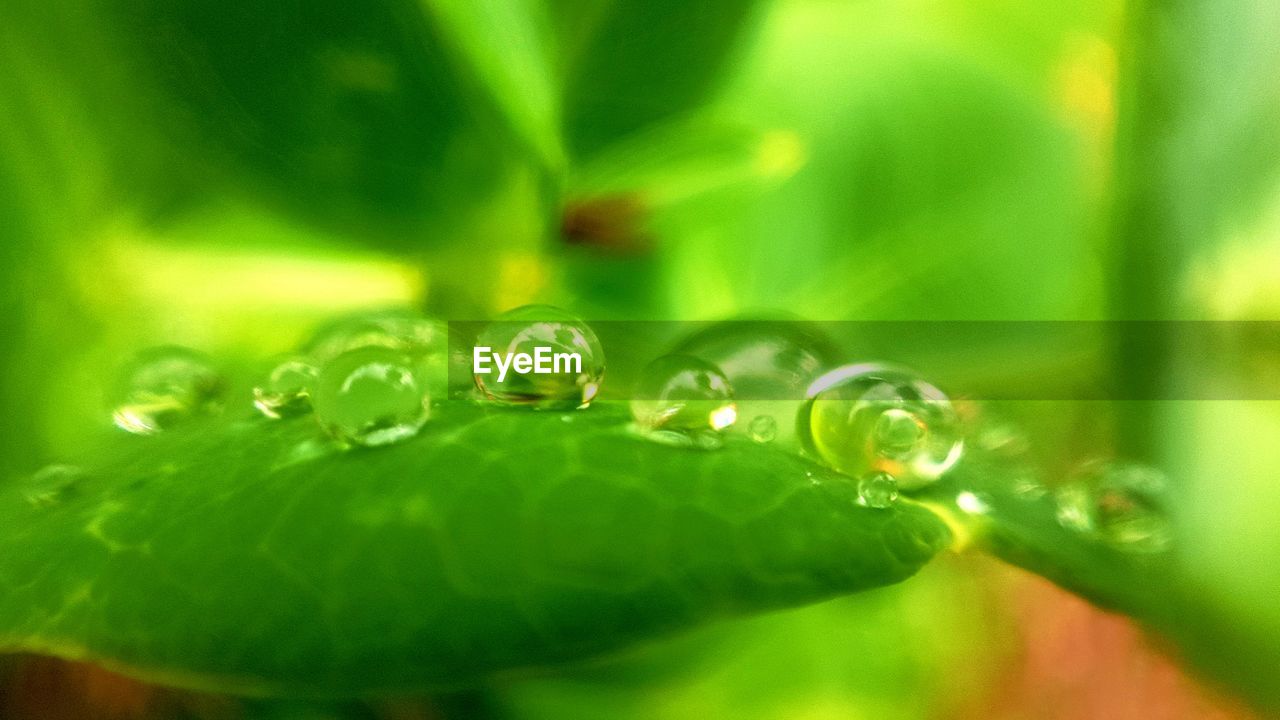 Close-up of water drops on plant