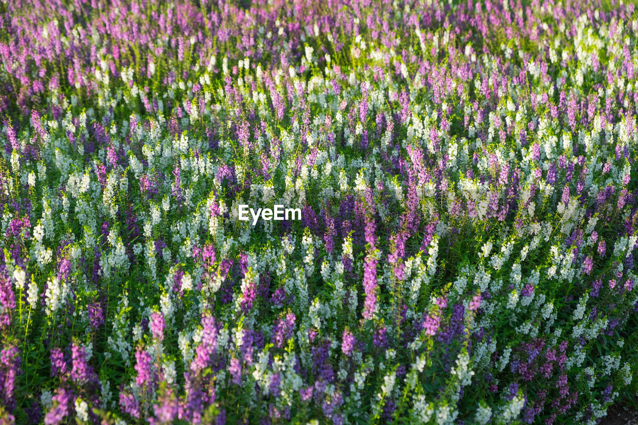 FULL FRAME SHOT OF PURPLE FLOWERING PLANTS