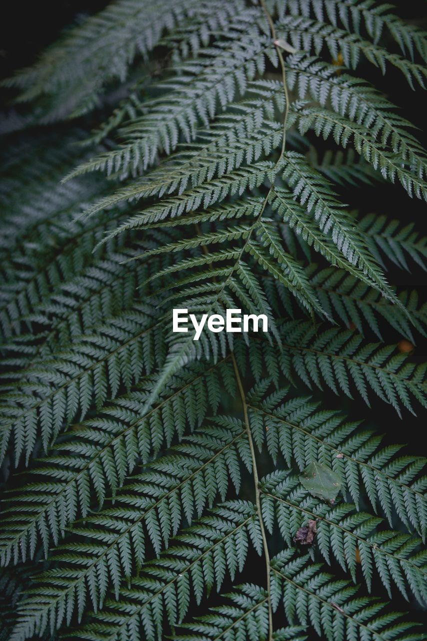 CLOSE-UP OF FERN LEAVES