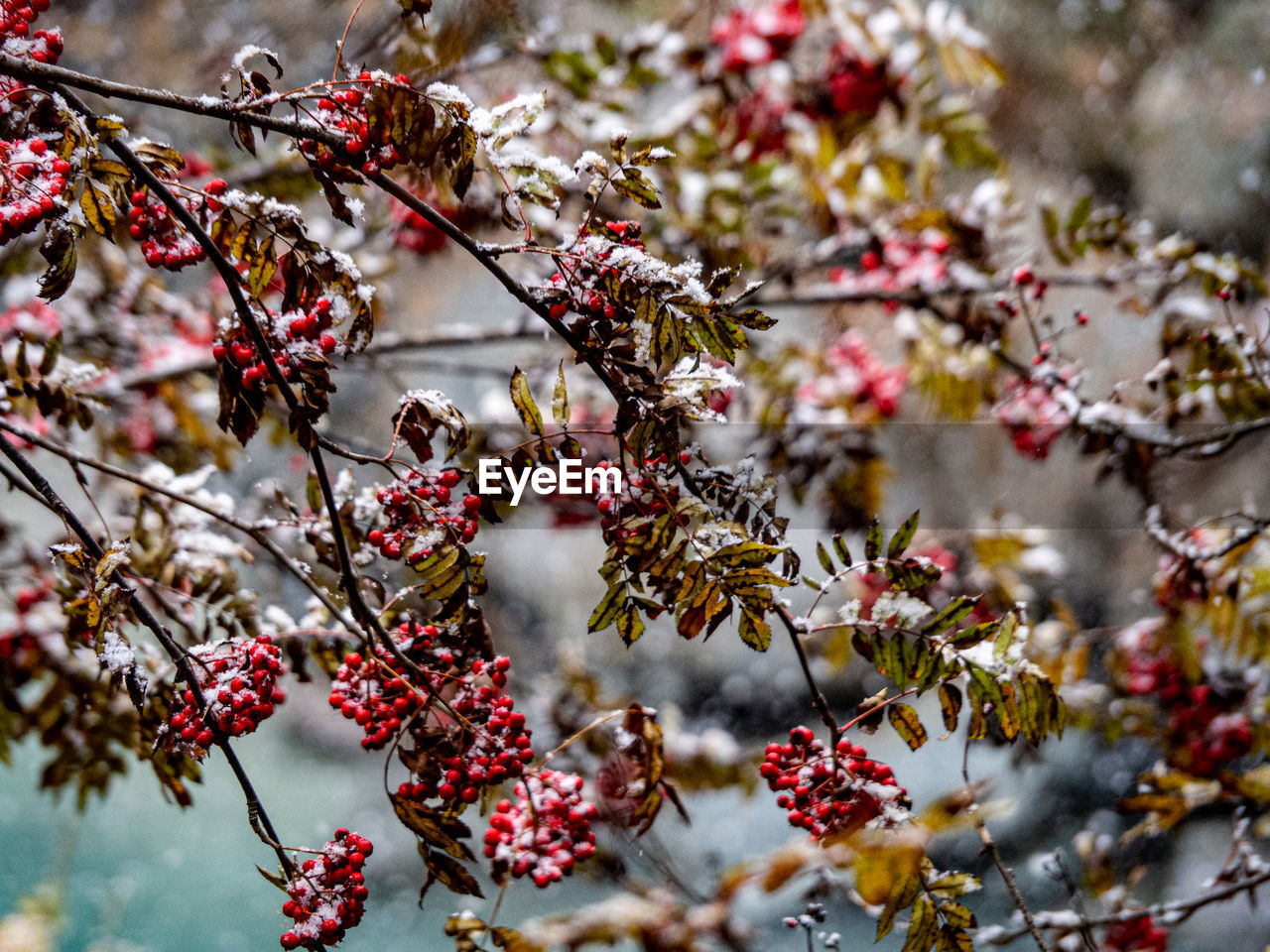 Close-up of fruits on tree