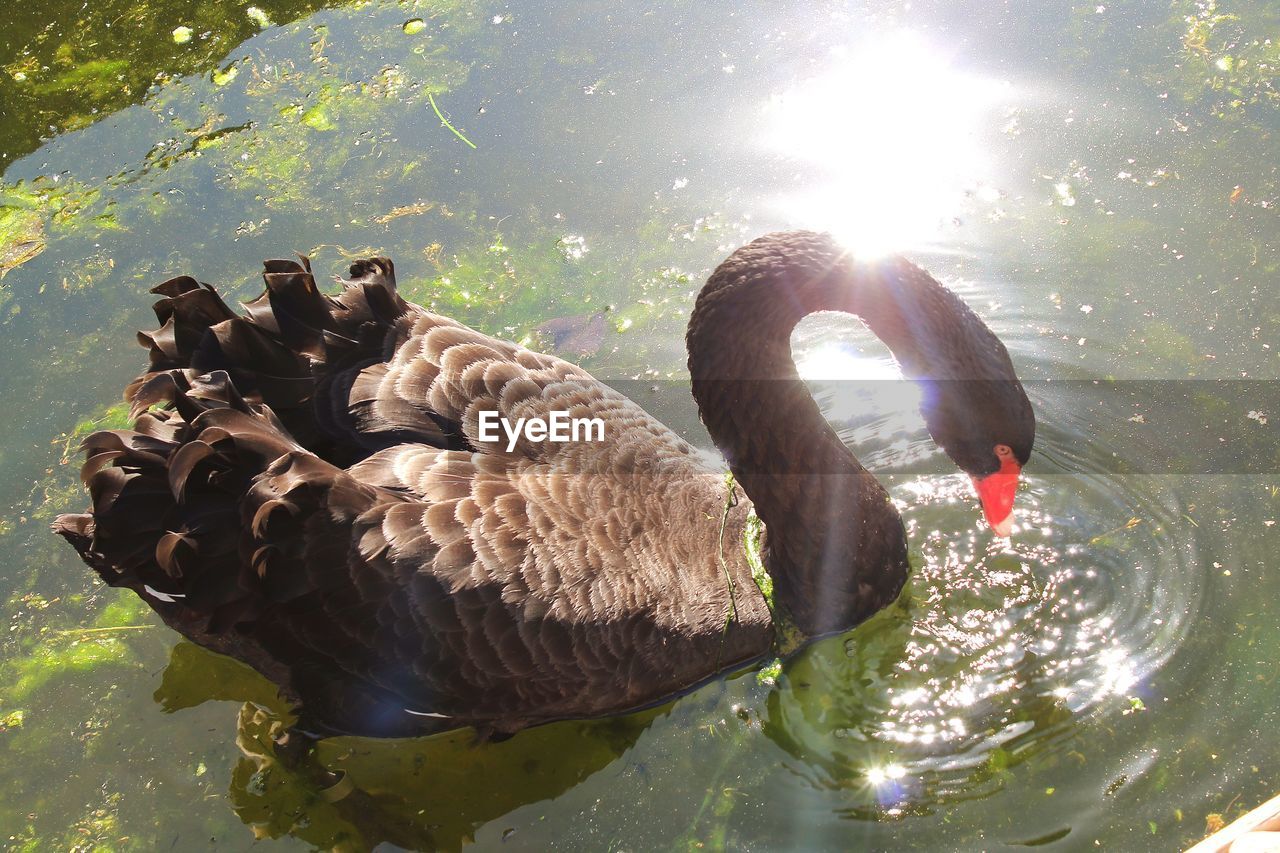 DUCKS IN A LAKE