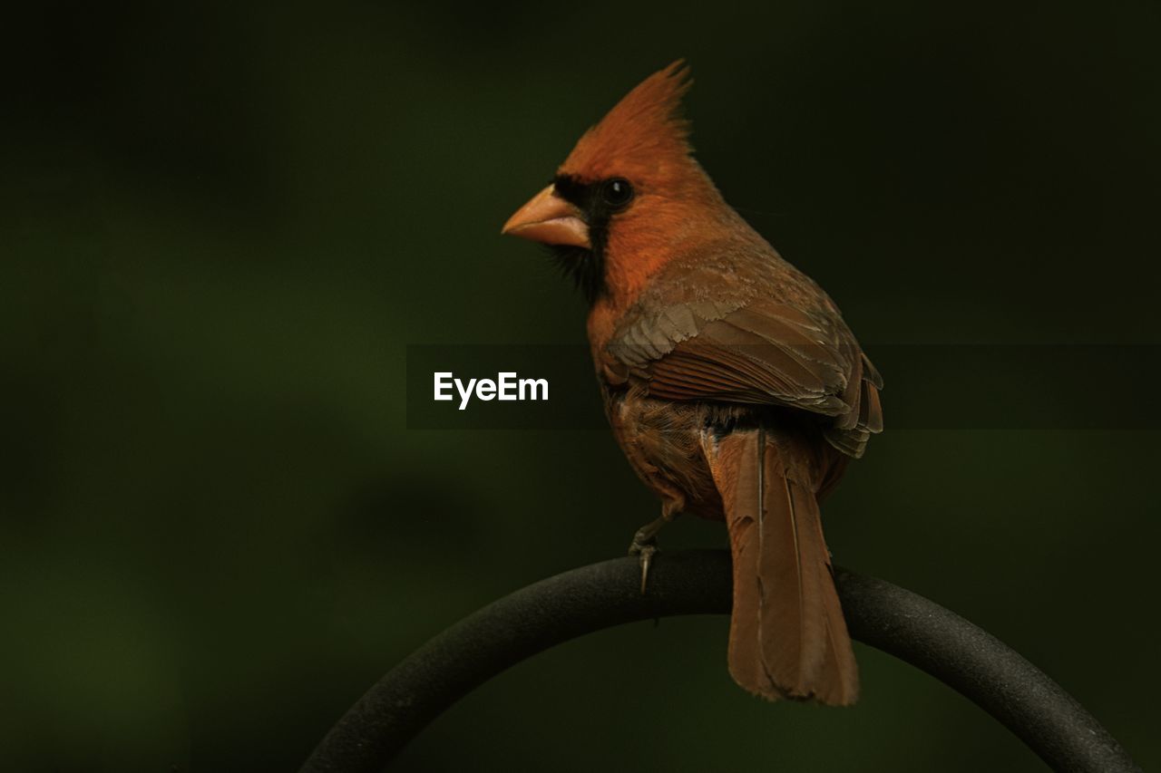 animal themes, animal, bird, animal wildlife, one animal, beak, wildlife, nature, perching, close-up, branch, no people, focus on foreground, tree, outdoors, beauty in nature