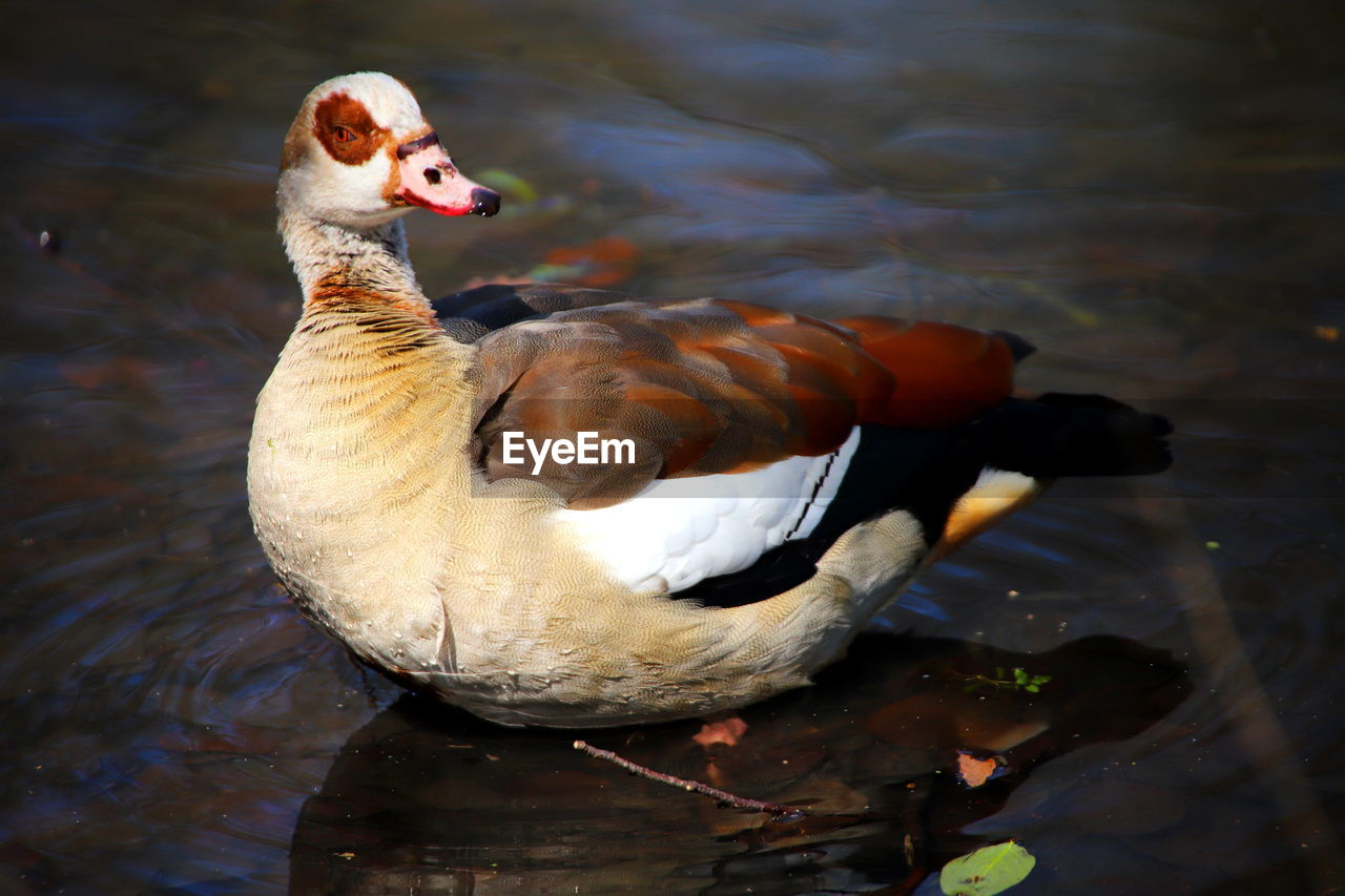 DUCKS SWIMMING IN LAKE