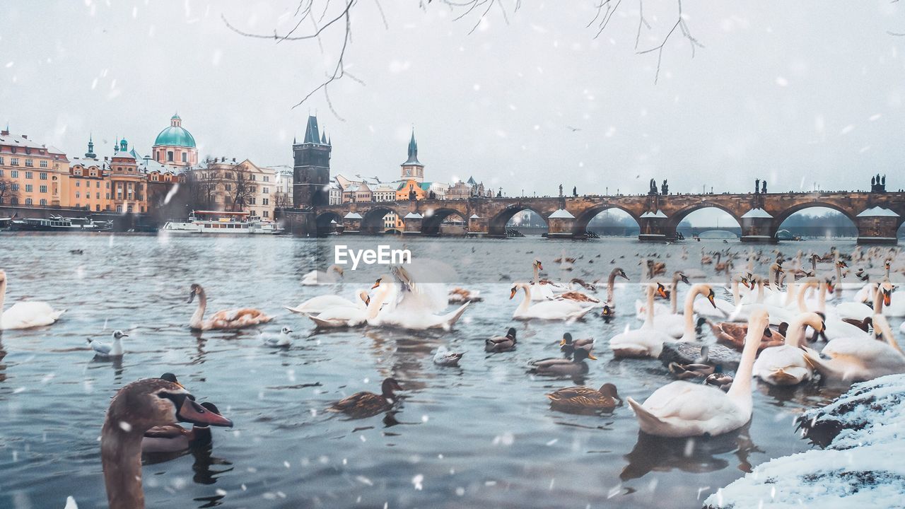 Swans on water
