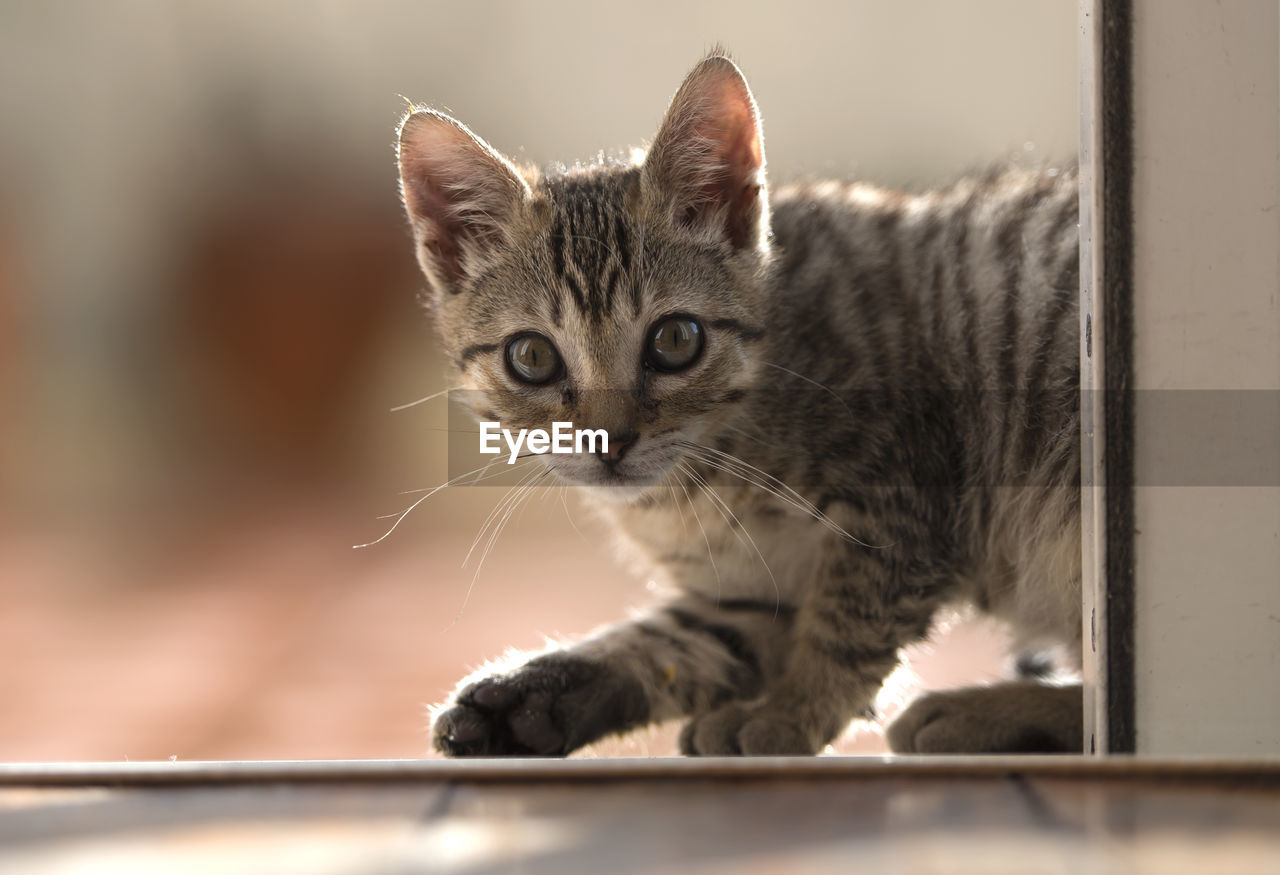 Close-up of curious tabby cat