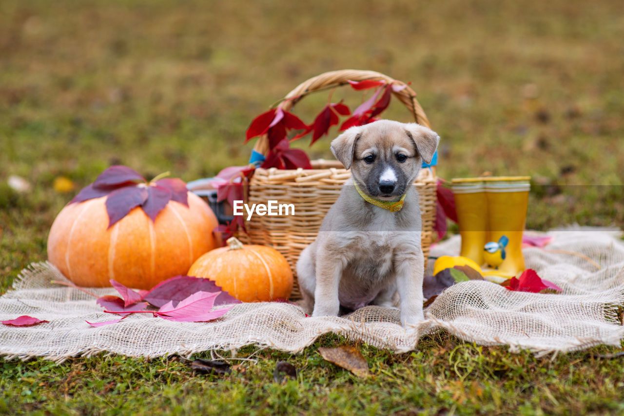 VIEW OF A DOG WITH BASKET