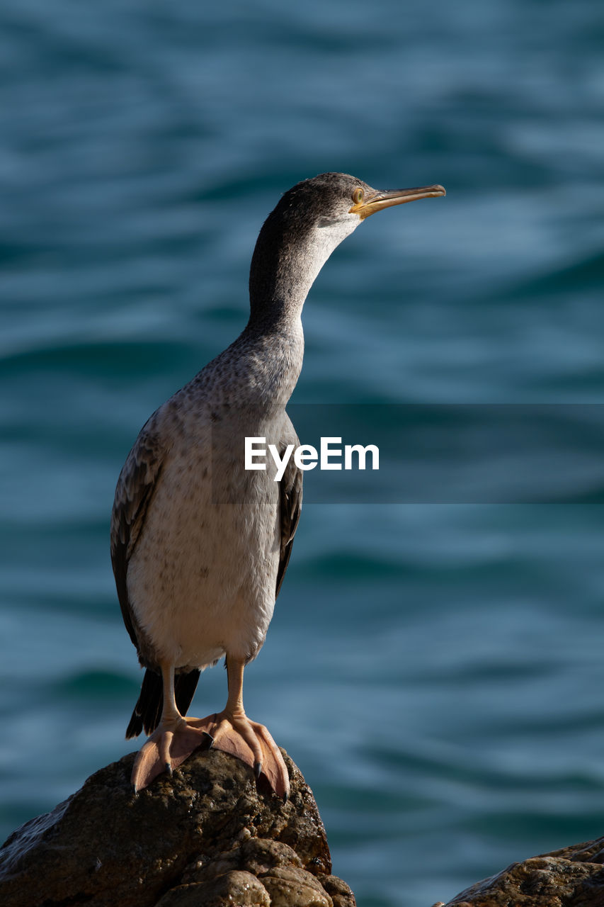 CLOSE-UP OF BIRD PERCHING ON ROCK IN SEA