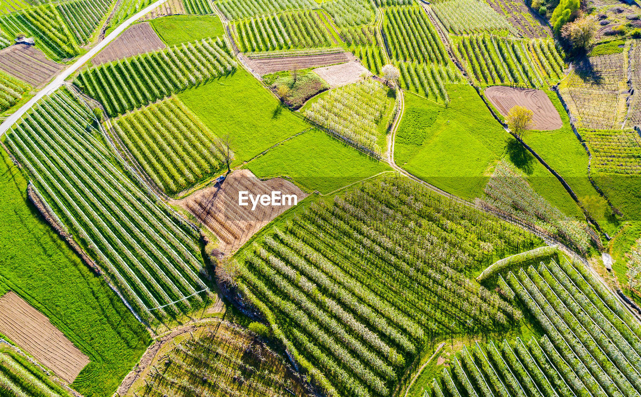 HIGH ANGLE VIEW OF RICE PADDY