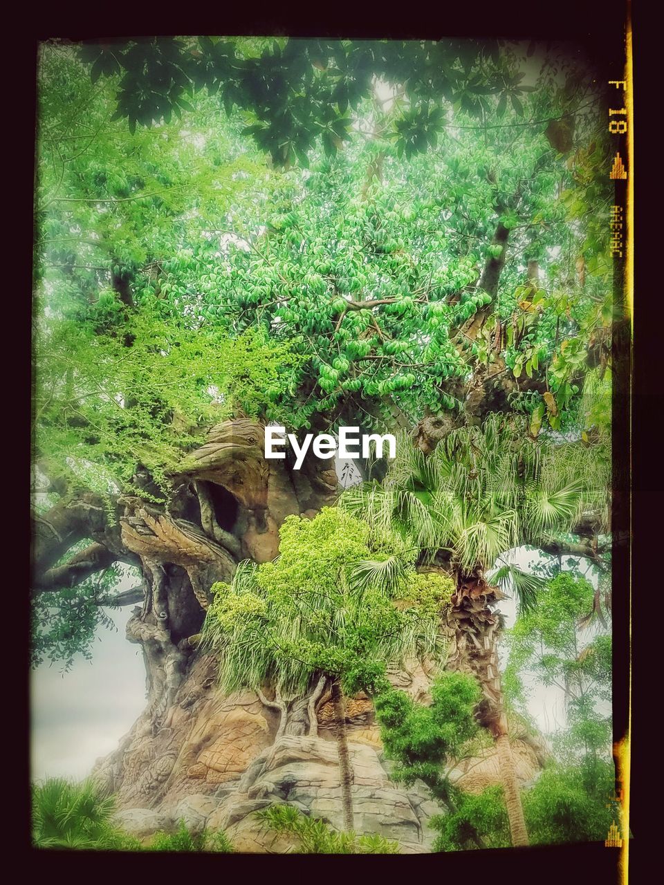 VIEW OF PLANTS IN FOREST