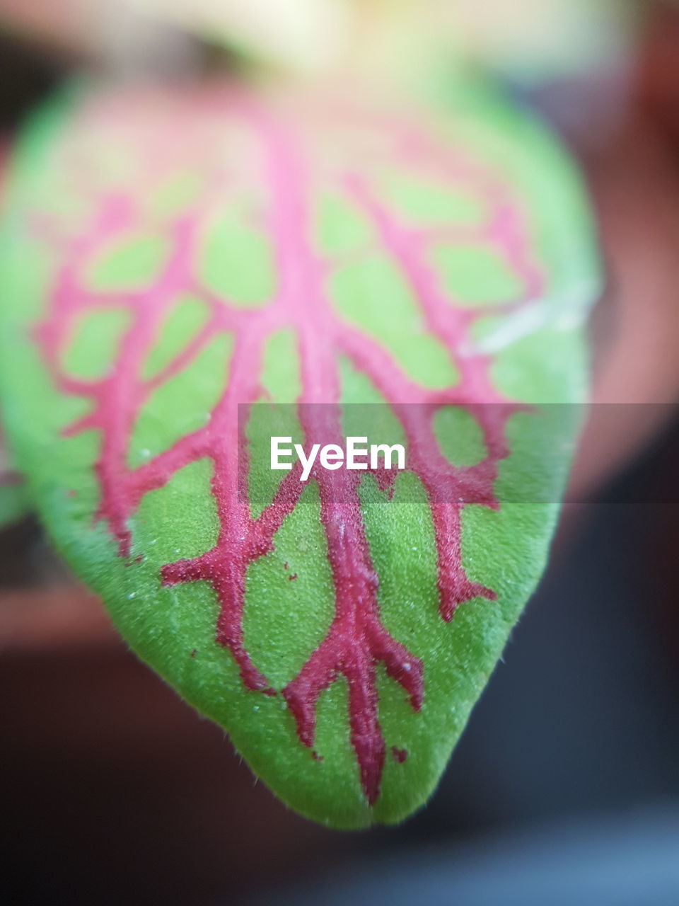 CLOSE UP OF PINK FLOWER