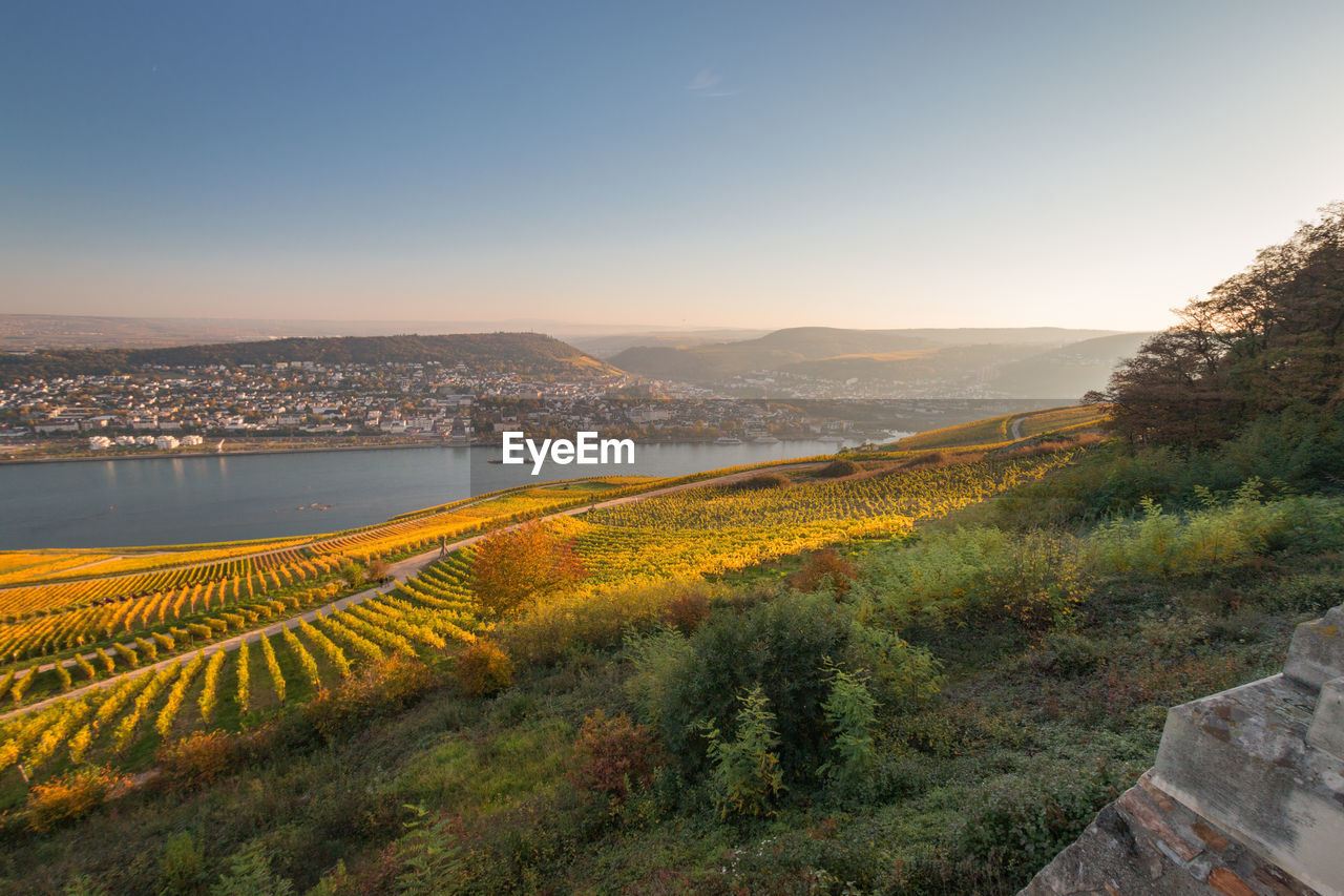 Panoramic view to rheingau and bingen with coloring vineyard in autumn against blue sky