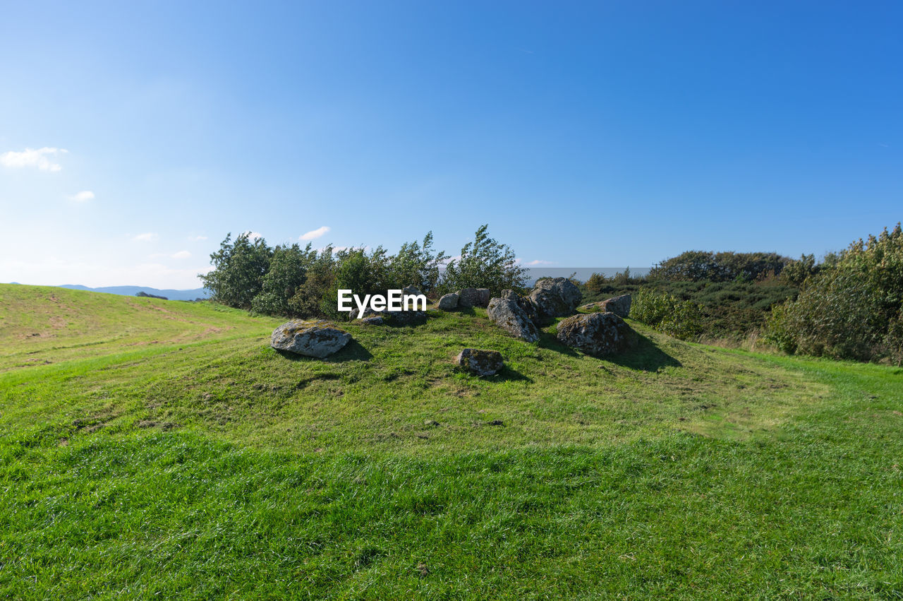 VIEW OF TREES ON FIELD AGAINST SKY