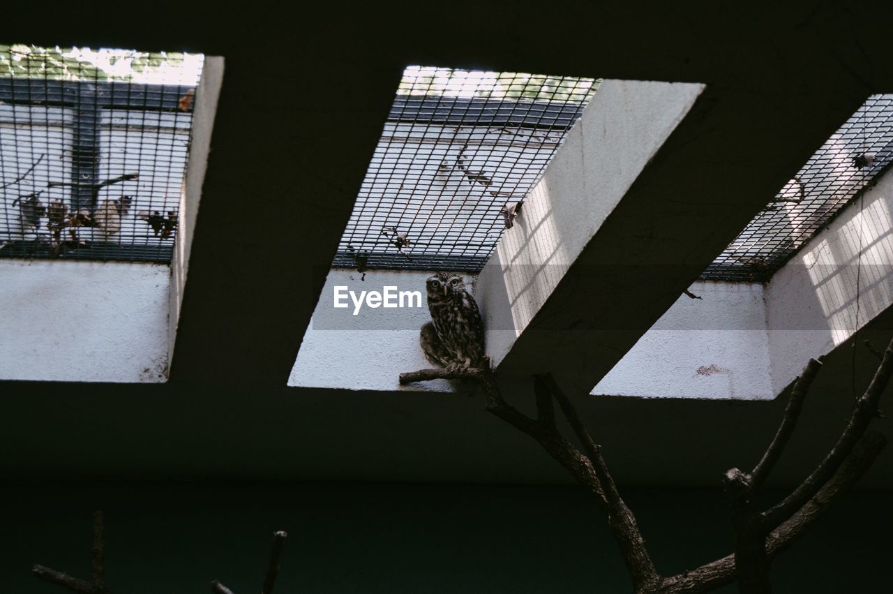 Low angle view of owl perching on branch against metal grate