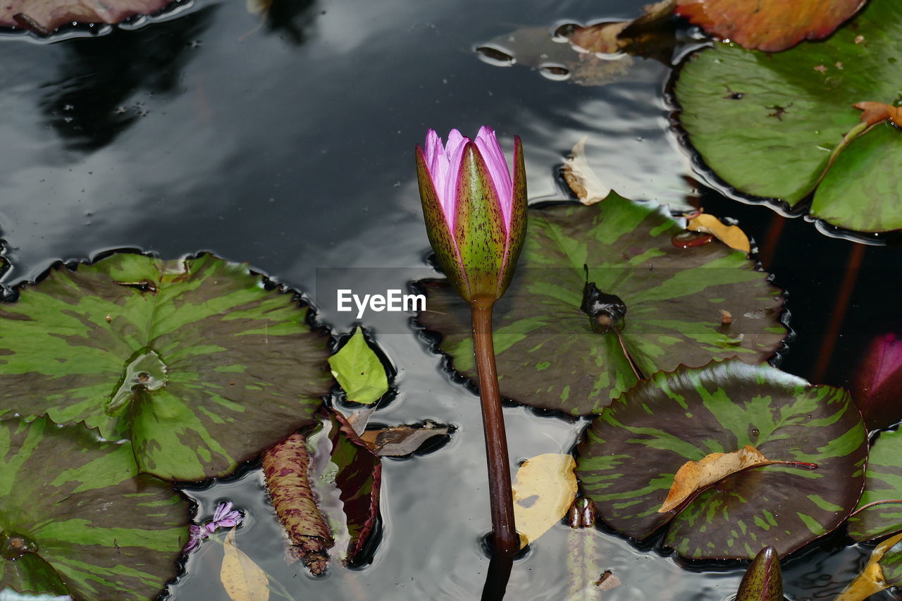 HIGH ANGLE VIEW OF LILY LEAVES FLOATING ON WATER