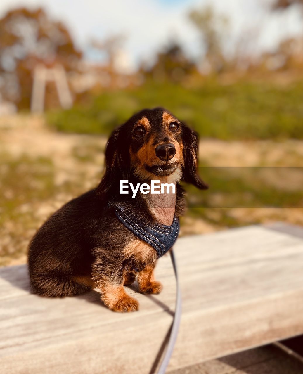 PORTRAIT OF DOG LOOKING AWAY