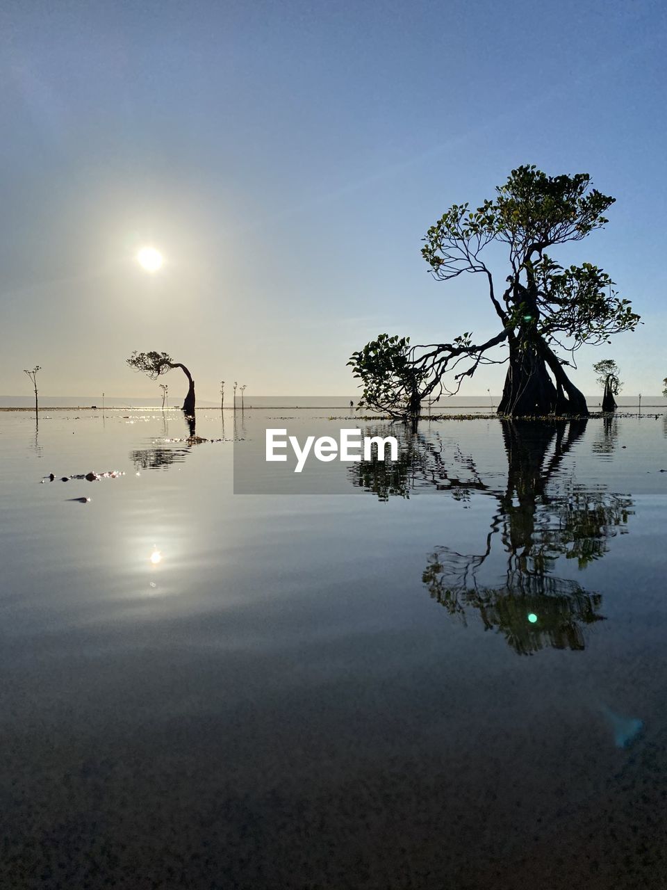 water, reflection, sky, nature, morning, tree, tranquility, dusk, beauty in nature, sea, silhouette, environment, horizon, plant, sunlight, scenics - nature, outdoors, tranquil scene, no people, landscape, sun, beach, land, cloud, sunrise