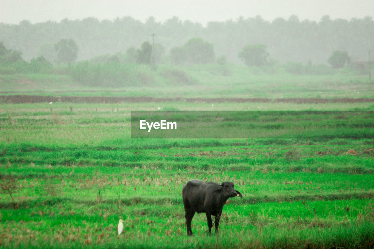 HORSE STANDING IN FIELD