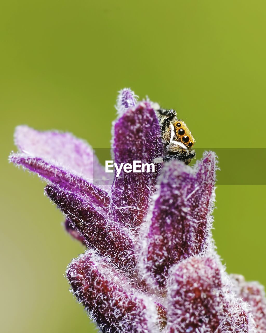 Close-up of jumping spider on purple flower