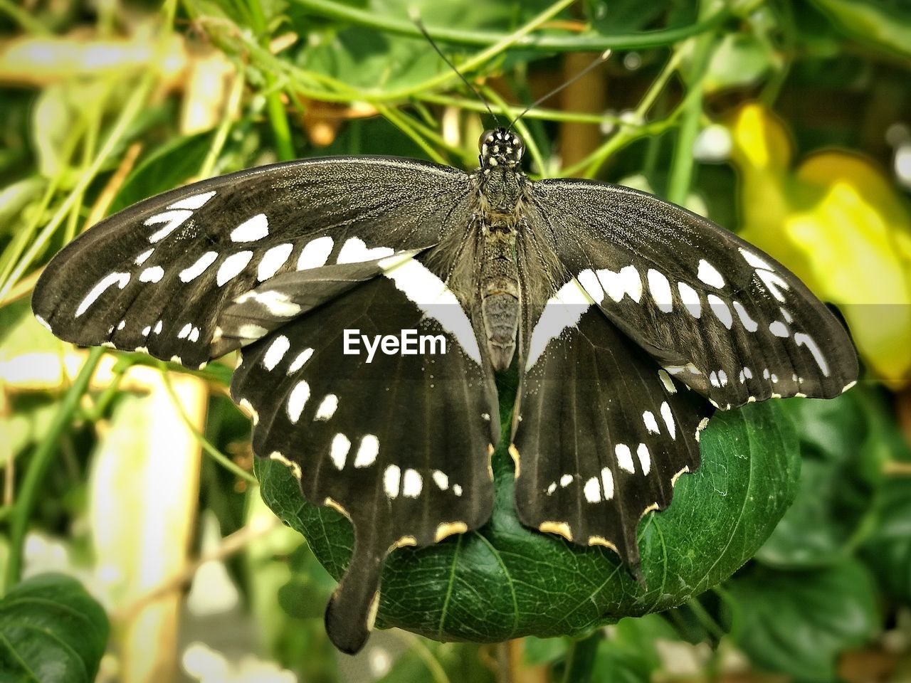 CLOSE-UP OF BUTTERFLY ON LEAVES