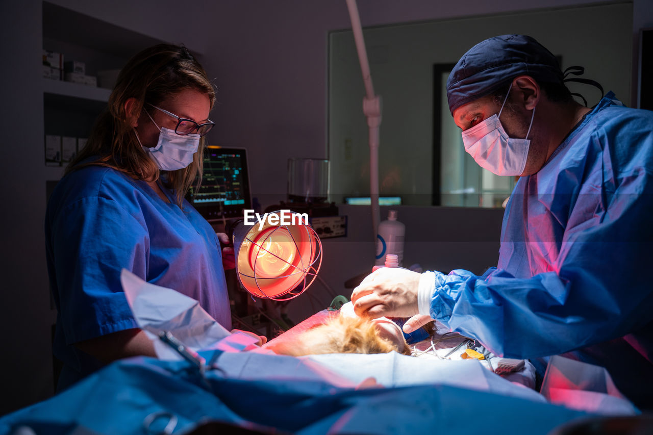 Crop assistant in medical uniform using infrared lamp while focused veterinary doctor operating animal against blurred interior and special equipment in dark operating room of contemporary clinic