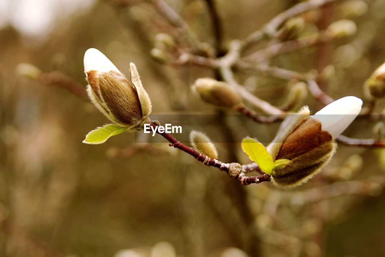 Close-up of flower buds on branch