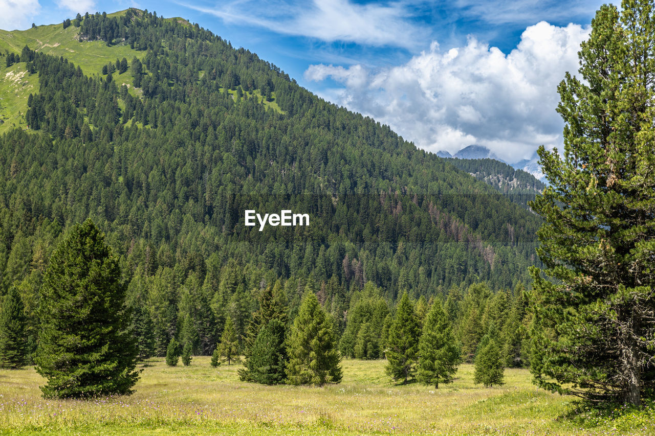 plant, tree, pine tree, coniferous tree, land, scenics - nature, pinaceae, forest, meadow, beauty in nature, pine woodland, environment, mountain, landscape, sky, green, wilderness, nature, cloud, natural environment, mountain range, no people, non-urban scene, woodland, tranquility, tranquil scene, ridge, growth, grass, day, field, foliage, outdoors, evergreen tree, lush foliage, summer, travel, travel destinations, sunlight, idyllic, valley, plateau, blue, remote, plain, tourism, spruce, environmental conservation
