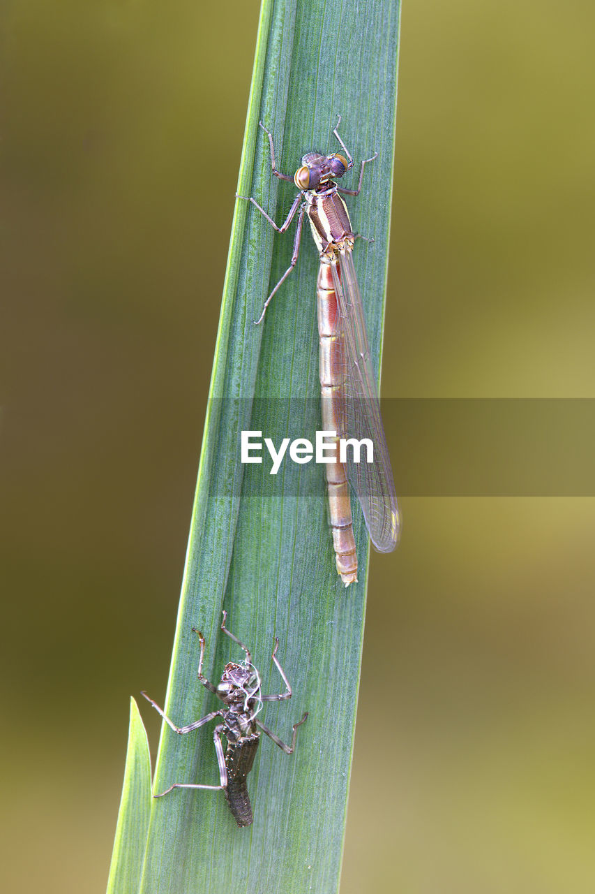 CLOSE-UP OF GRASSHOPPER