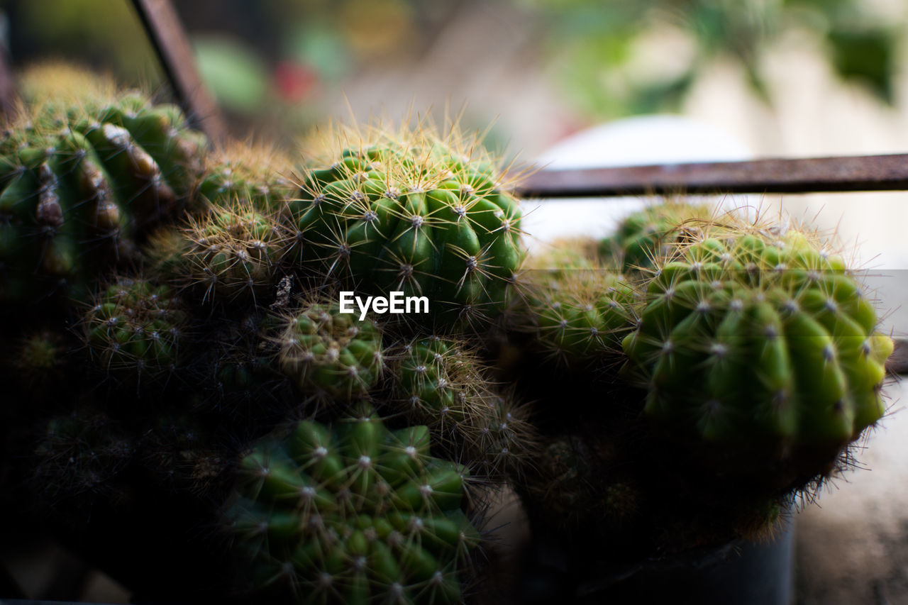 CLOSE-UP OF CACTUS PLANTS