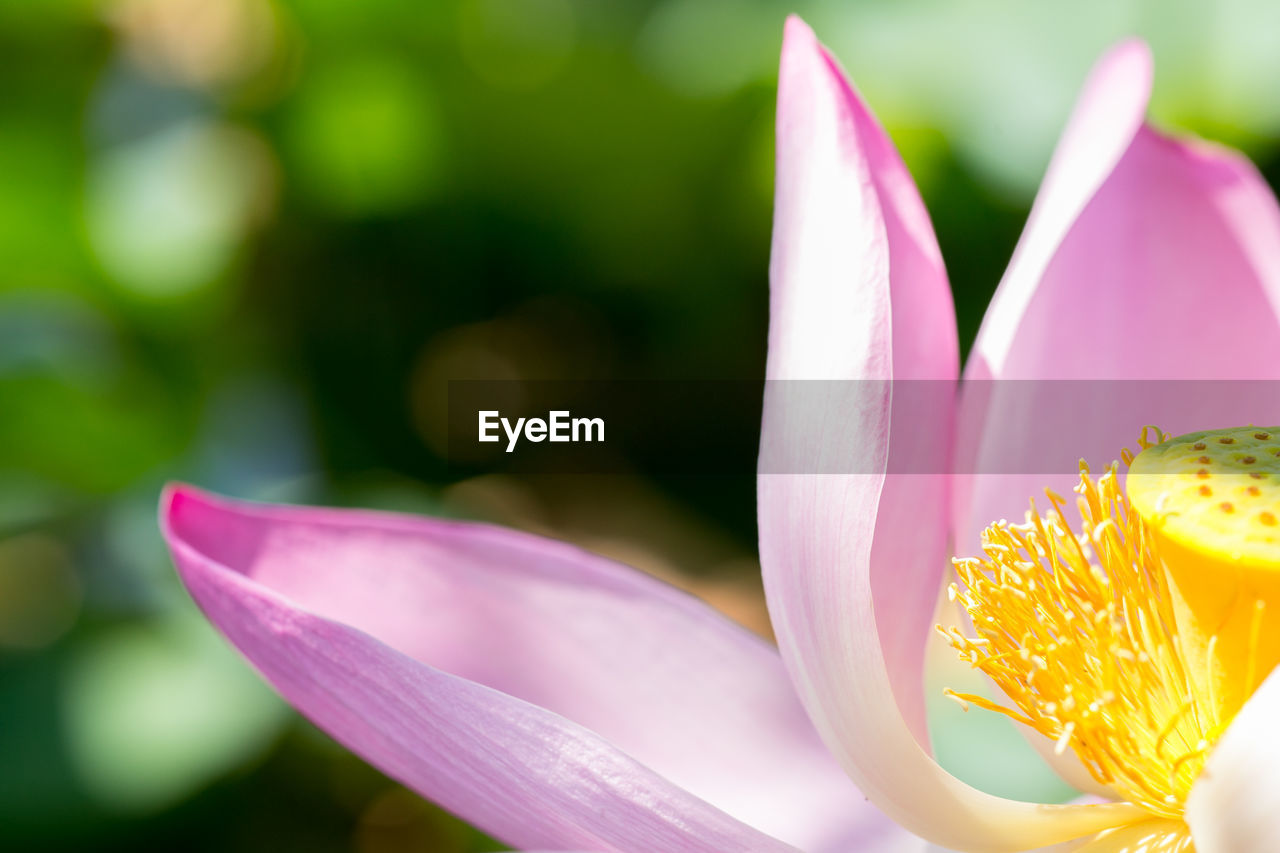 Close-up of pink flower