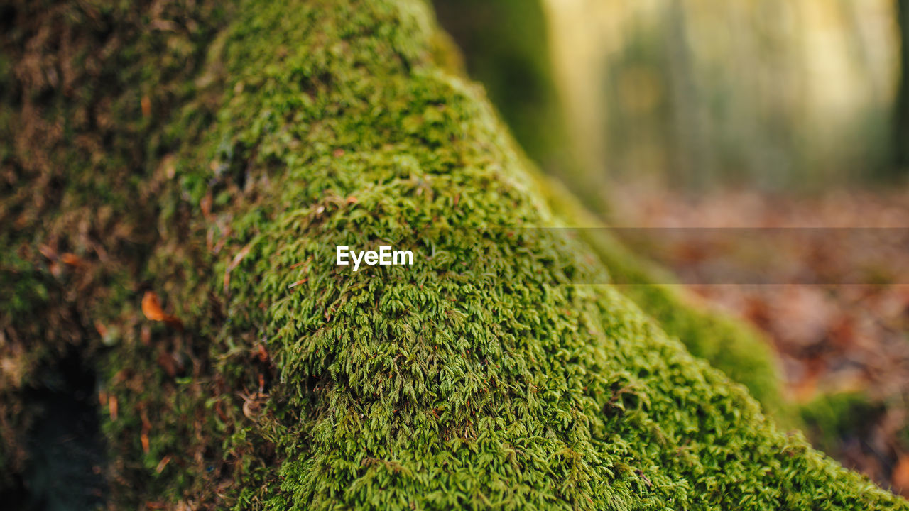 Green moss on the root of a tree in the mountains during autumn