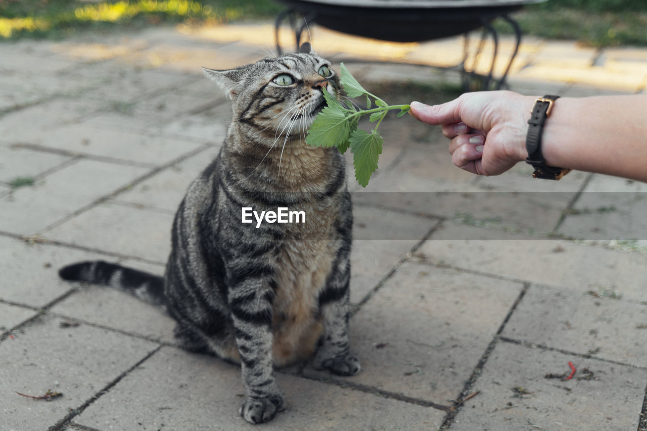 The cat sniffs and licks catnip in the backyard