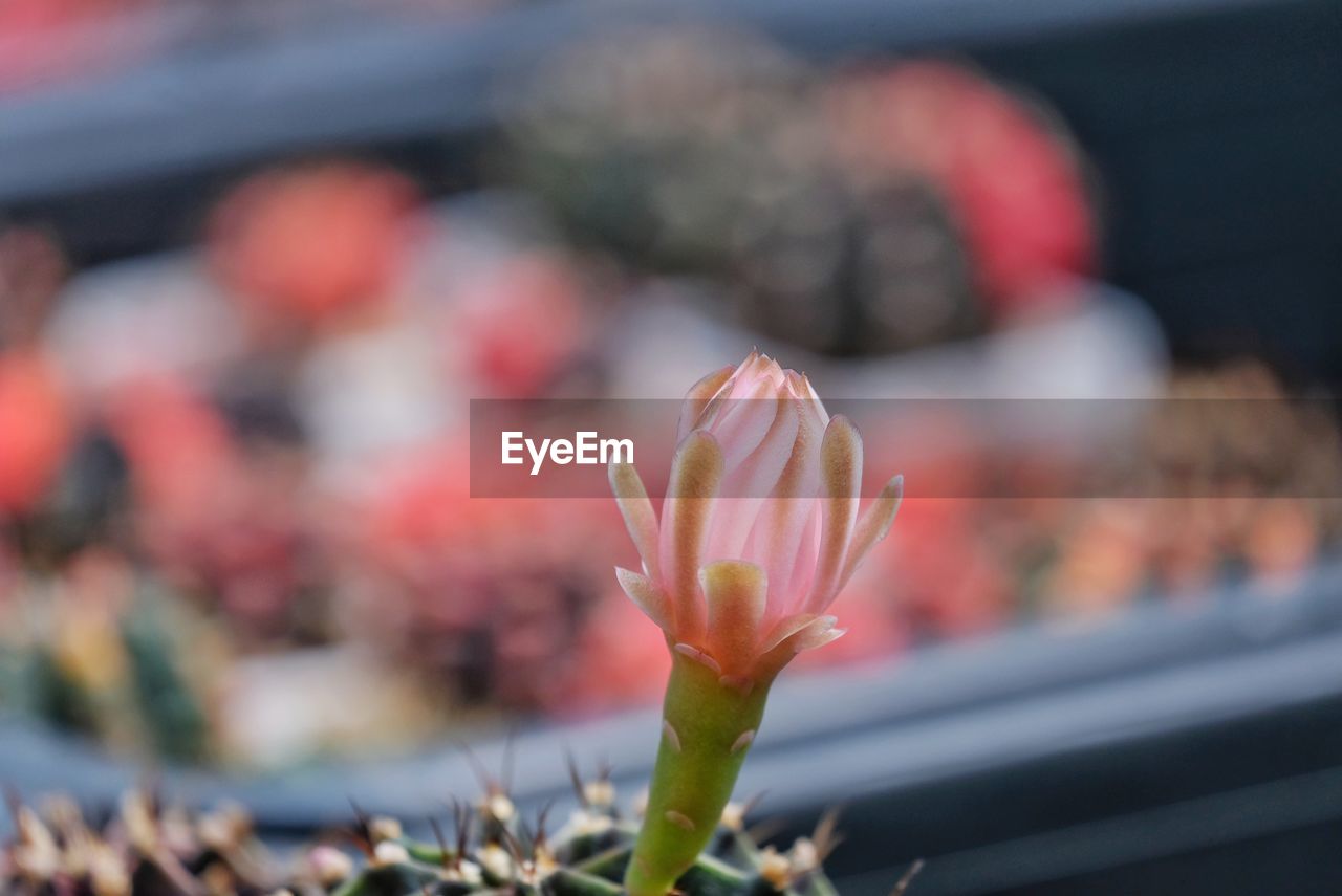 CLOSE-UP OF PINK FLOWER BUDS