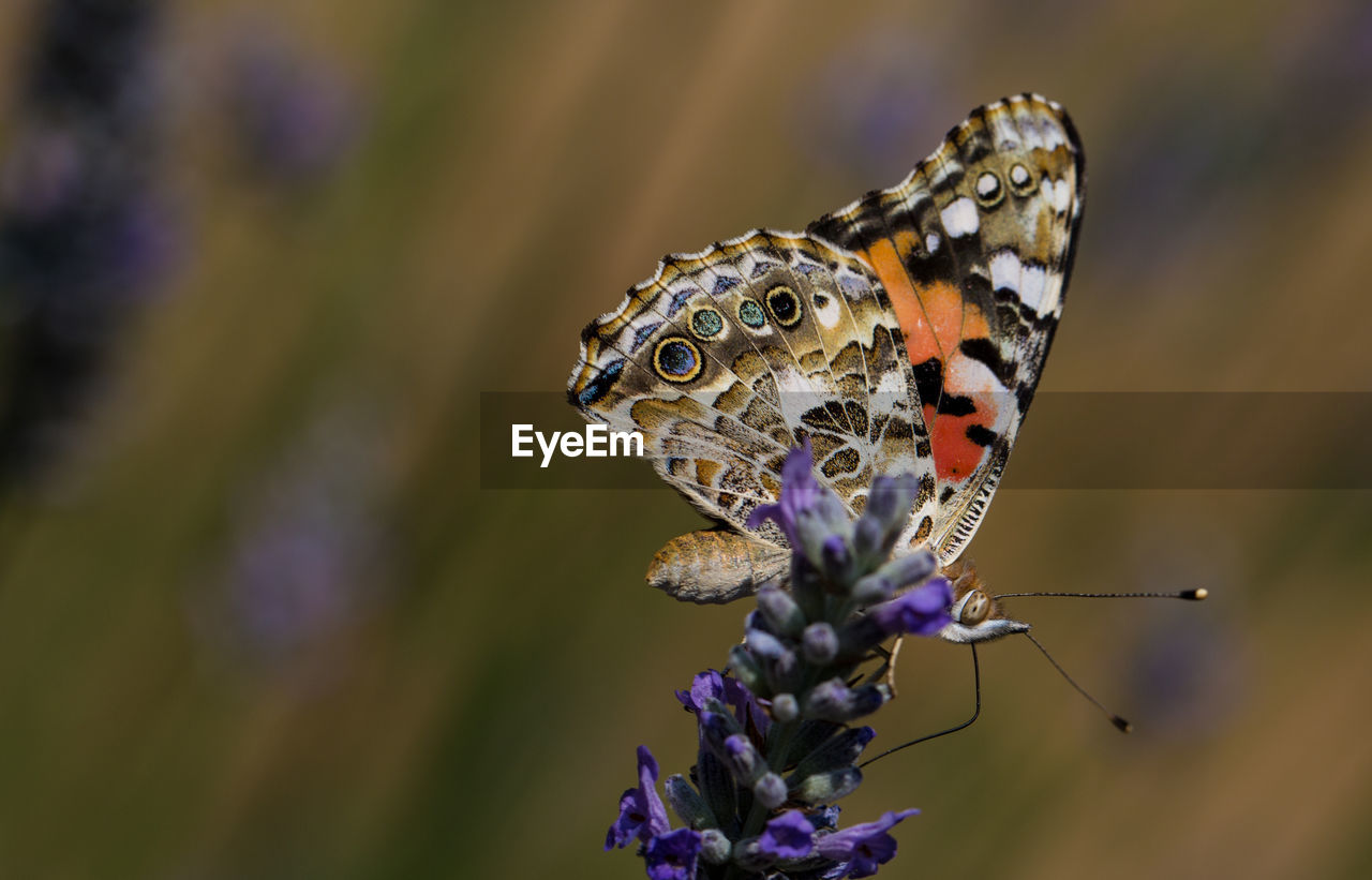 Close-up of butterfly on purple flower