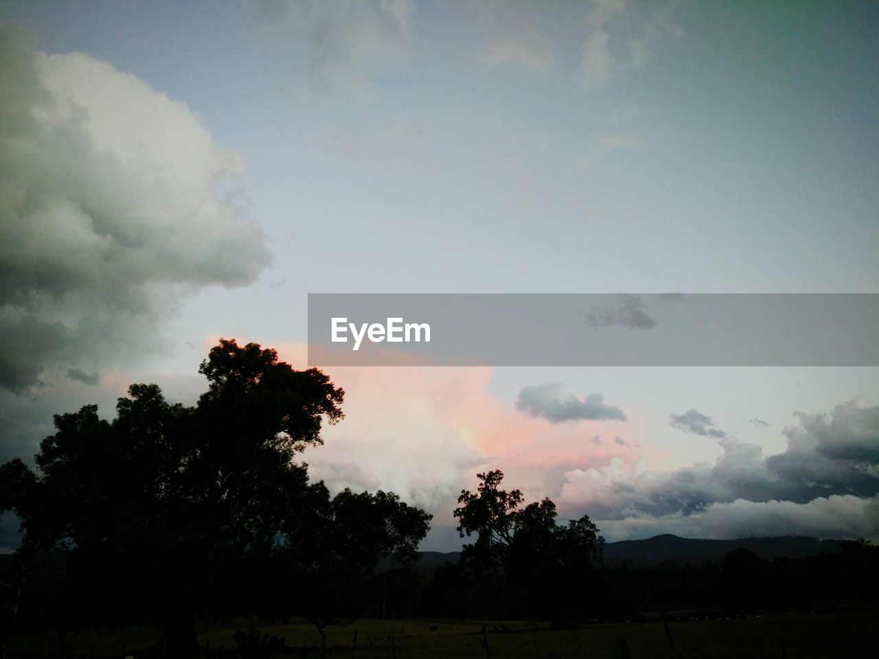 SILHOUETTE OF TREES ON FIELD AT SUNSET