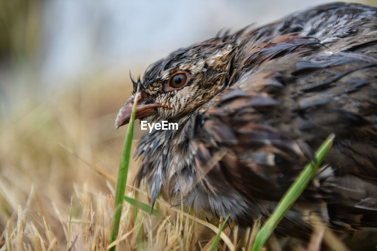 Close-up of bird