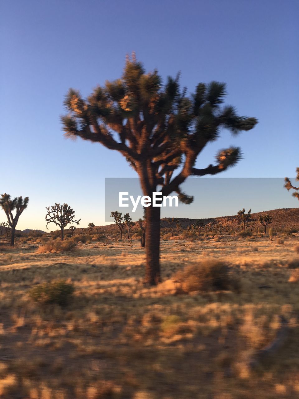 TREES ON FIELD AGAINST CLEAR SKY