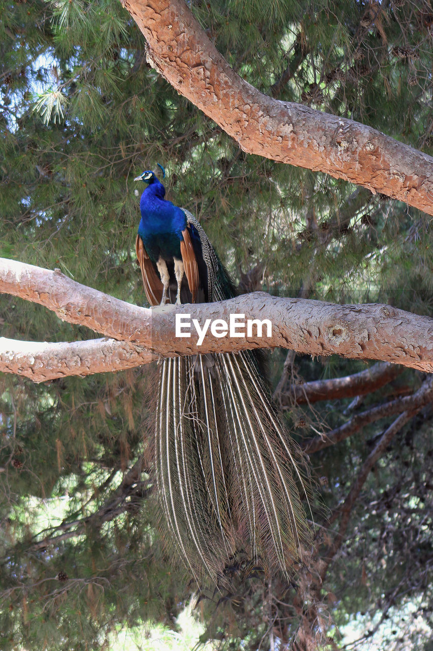 BIRD PERCHING ON A TREE