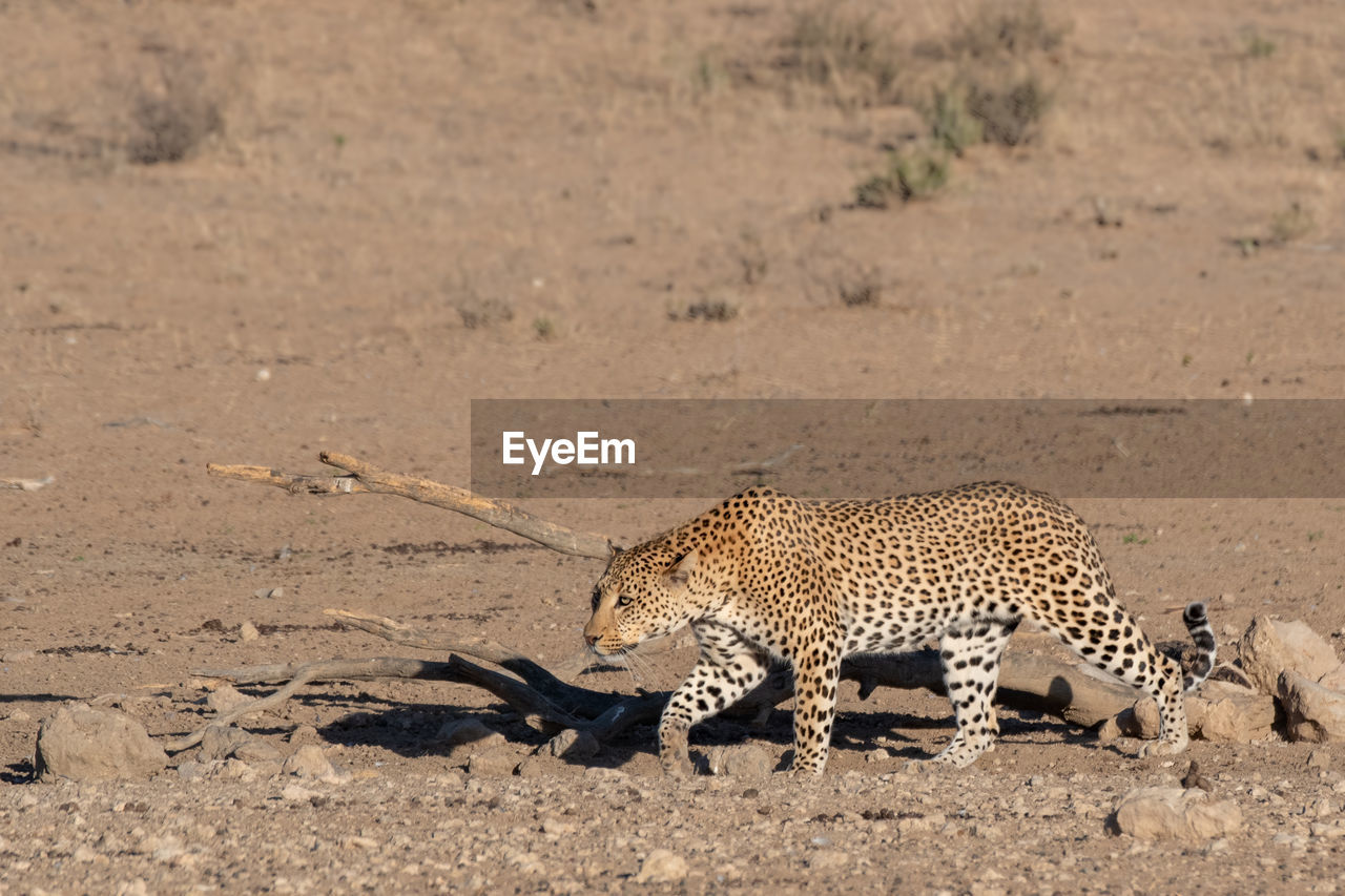 VIEW OF CAT ON GROUND