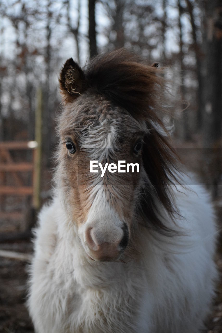 Close-up portrait of a horse on field