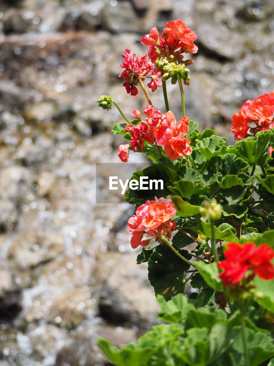 RED FLOWERS BLOOMING OUTDOORS