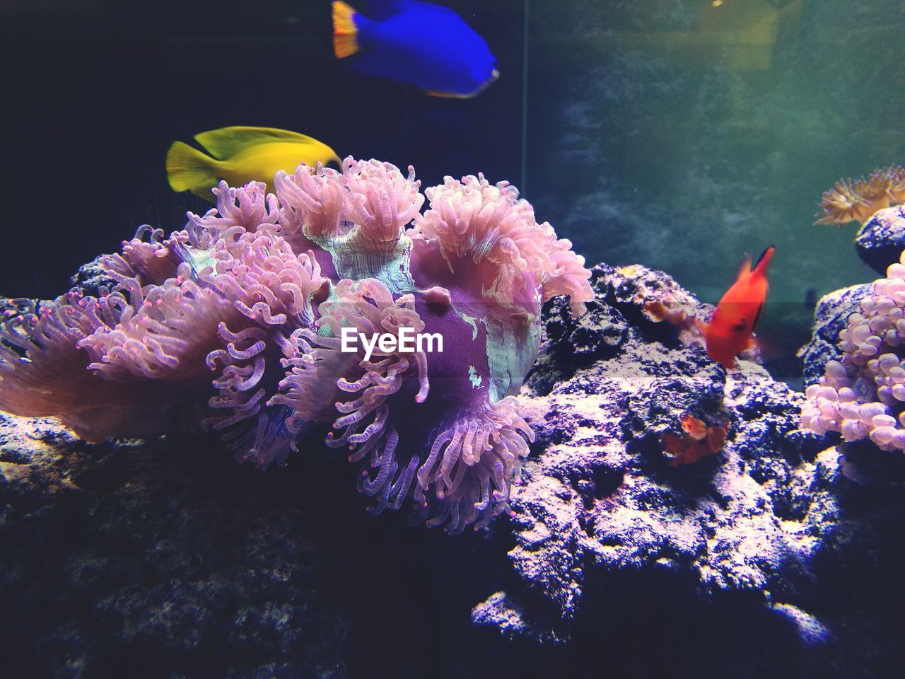 CLOSE-UP OF FISH SWIMMING UNDERWATER