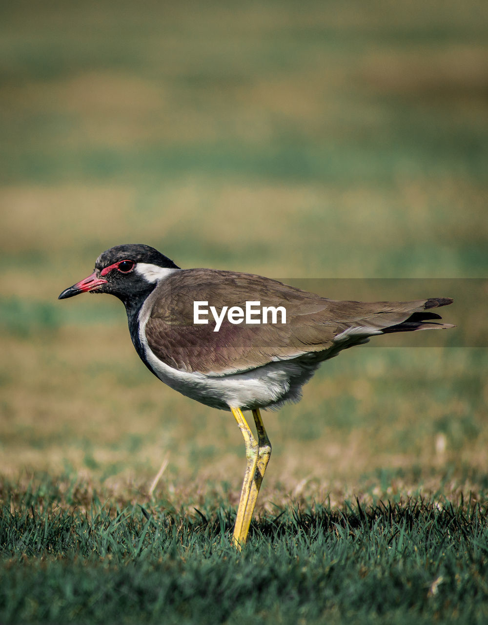 SIDE VIEW OF A BIRD ON FIELD