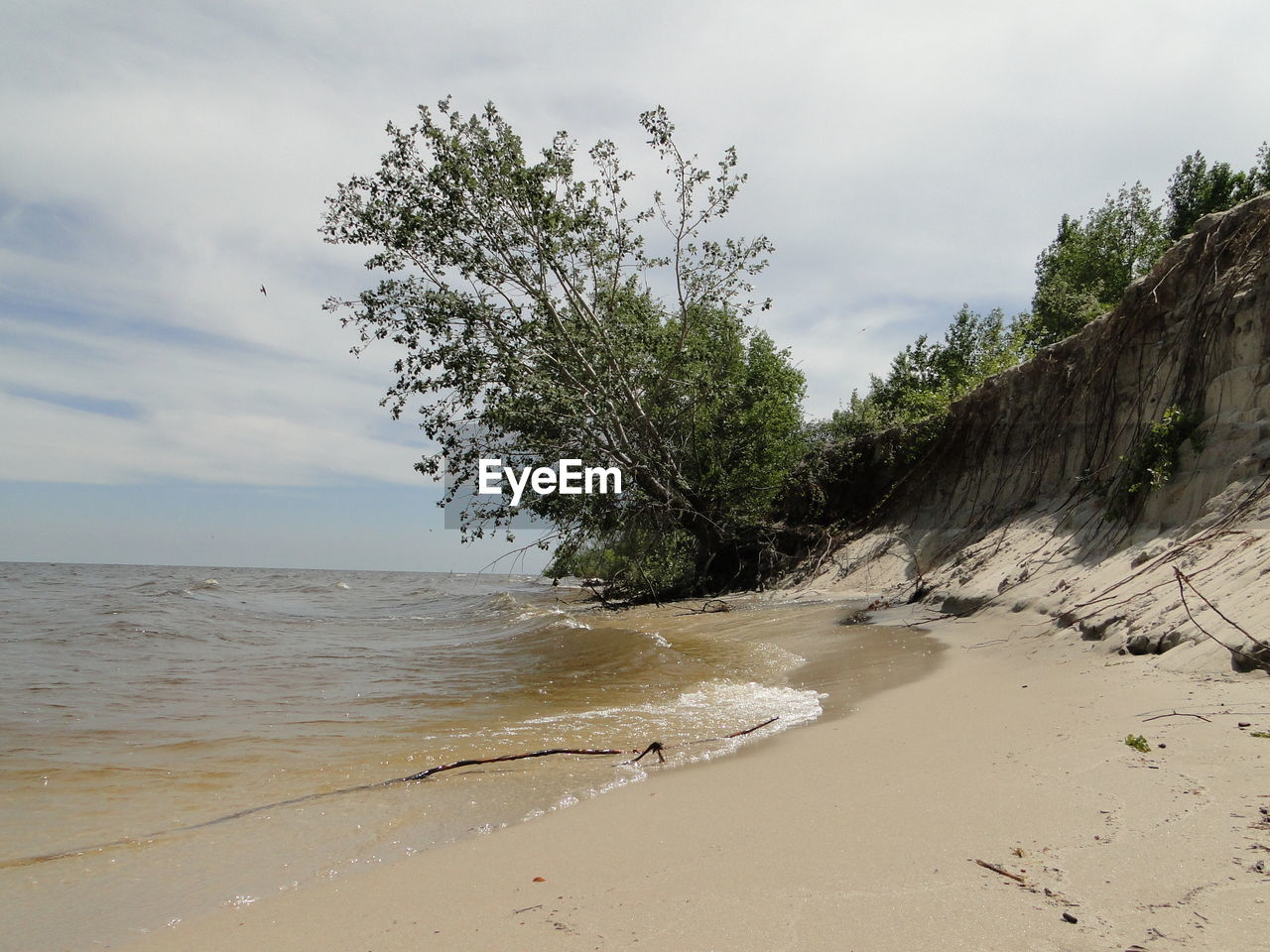 Trees on beach against sky