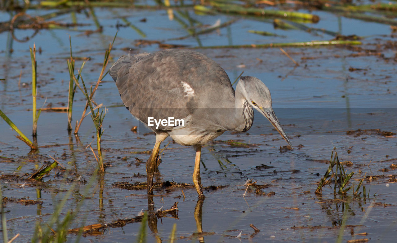 VIEW OF BIRD ON LAKE