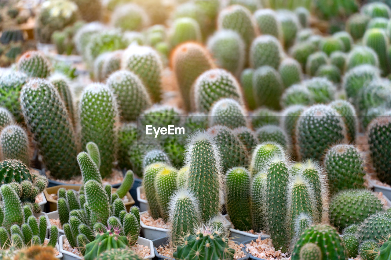 close-up of plants